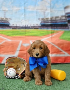 Bella's Blue Boy mini Goldendoodle 