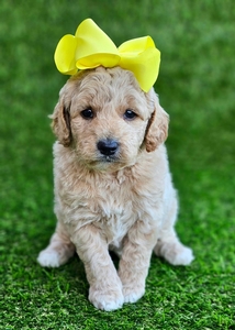 Kaia's Yellow Girl - F1B Medium Goldendoodle
