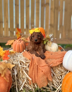 Apple's Yellow Girl F1B Standard Goldendoodles