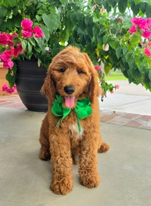 Apple's Green Boy F1B Standard Goldendoodle
