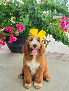 Apple's Yellow Girl F1B Standard Goldendoodle