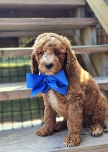 Harper's Blue Boy F1BB Standard Goldendoodle