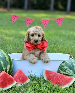 Millie Mae's Red Boy F2B Mini Goldendoodle