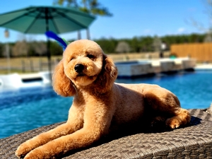 Beau