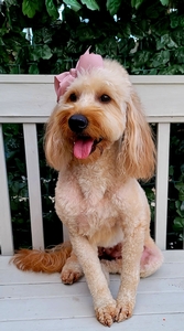 Zara (Guardian Home)
