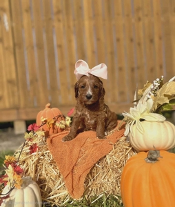 Apple's Light Pink F1B Standard Goldendoodles