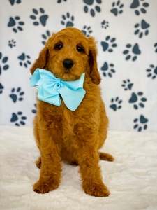 Gracie's Light Blue Boy F1BB Goldendoodle