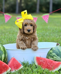 Millie Mae's Yellow Girl F2B Mini Goldendoodle