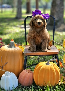 Gracie's Purple Girl F1BB Mini Goldendoodle