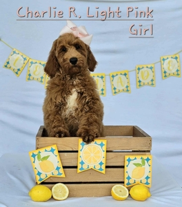 Charlie Rae's Light Pink Girl Standard Goldendoodle