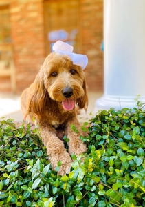 Marley (Guardian Home)