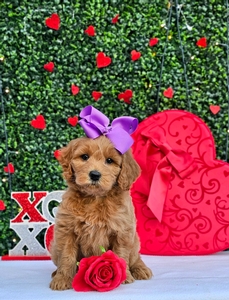 Rosie's Purple Girl - F1BB Medium Goldendoodle