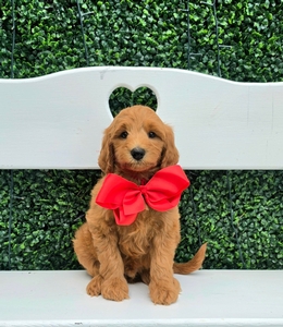 Bella's Red Boy MultiGen Mini Goldendoodle