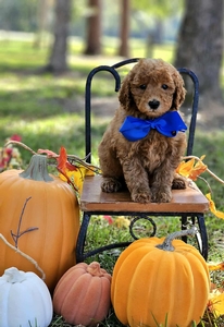 Gracie's Blue Boy F1BB Mini Goldendoodle