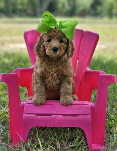 Roxy's Lime Girl mini Goldendoodle 