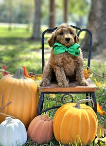 Gracie's Green Boy F1BB Mini Goldendoodle