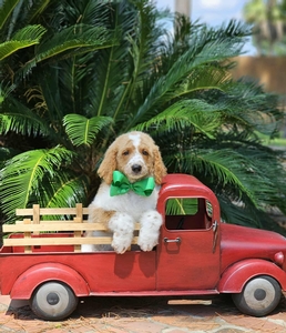 Blossom's Green Boy F1BB Medium Goldendoodle