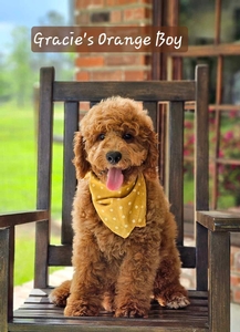  Gracie's Orange Boy Mini Goldendoodle 