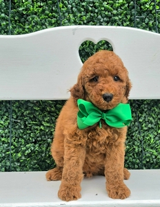 Bella's Green Boy MultiGen Mini Goldendoodle