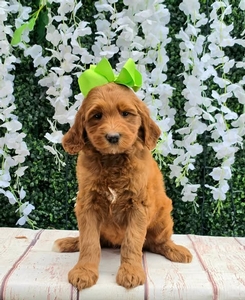 Harper's Lime Girl F1BB Standard Goldendoodle