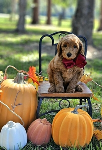 Gracie's Maroon Boy F1BB Mini Goldendoodle