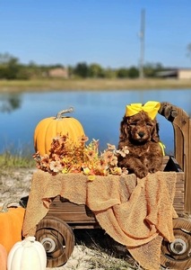 Hunni's Yellow Girl Petite Mini Goldendoodle
