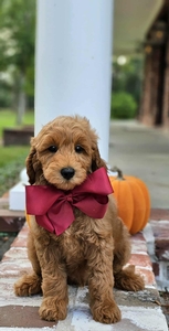 Gracie's Maroon Boy F1BB Mini Goldendoodle
