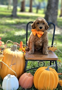 Gracie's Orange Boy F1BB Mini Goldendoodle