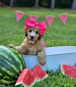 Millie Mae's Pink Girl F2B Mini Goldendoodle