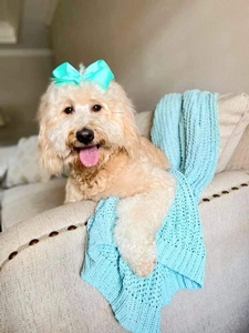 Honey  (Guardian Home) 