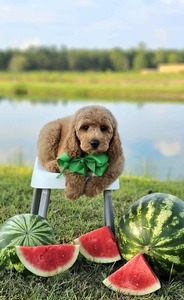 Kaia's Green Boy F1B Medium Goldendoolde