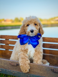 Willow Jane's Blue Boy F1BB Medium Pyredoodle