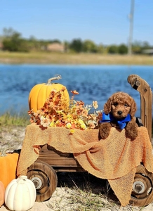 Hunni's Blue Boy Petite Mini Goldendoodle