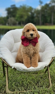 Wimberly's Maroon Boy F1B Medium Goldendoodle