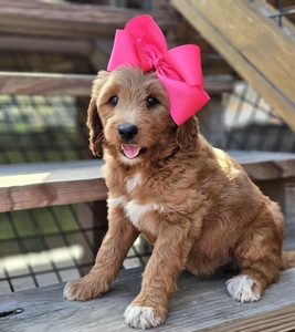 Harper's Pink Girl F1BB Standard Goldendoodle