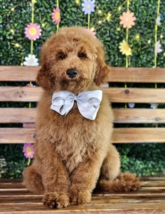 Wimberly's Silver Boy F1B Medium Goldendoodle