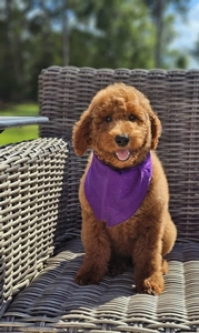 Hadley's Purple Girl Standard Goldendoodle