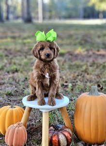 Bambi's F1B Medium Goldendoodle Lime Girl