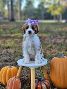 Bambi's  Medium Lilac Girl 