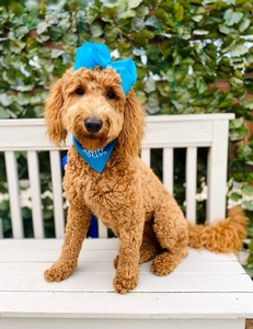 Sophie 