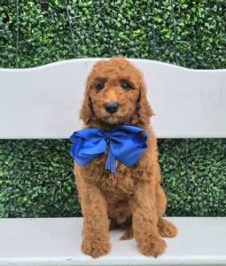 Bella's Blue Boy MultiGen Mini Goldendoodle