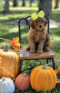 Gracie's Yellow Girl F1BB Mini Goldendoodle