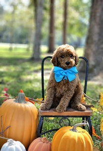 Gracie's Aqua Boy F1BB Mini Goldendoodle