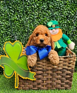 Millie Mae's Blue Boy