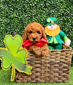 MIllie Mae's Red Boy