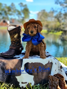 Wimberly's Blue Boy - F1B Standard Goldendoodle