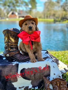 Wimberly's Red Boy - F1B Standard Goldendoodle