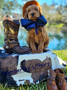 Wimberly's Navy Boy - F1B Standard Goldendoodle