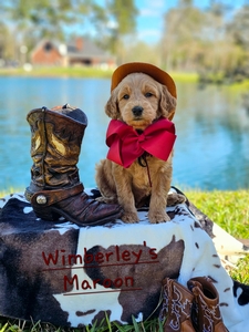 Wimberly's Maroon Boy - F1B Standard Goldendoodle