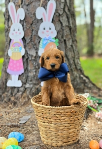 Wimberly's Navy Boy - F1B Standard Goldendoodle